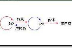 进化论适用于外星人吗(进化论和外星人哪个正确)