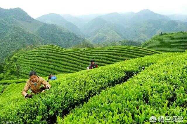 贵州十大名茶的价格(贵州兴义十大名茶)