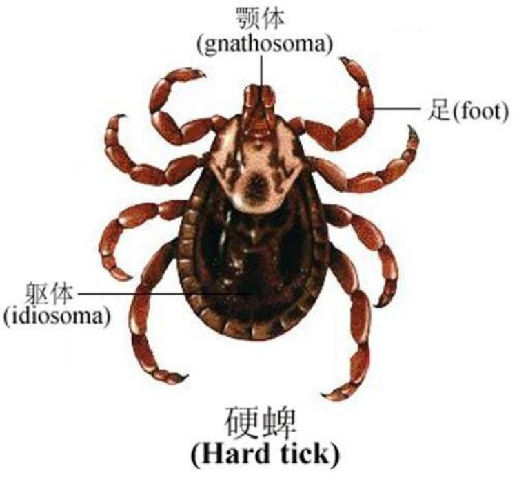 宁波男子高烧40℃多脏器衰竭生命垂危又是因为它夏季高发