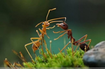 真正的二维生物是什么?蚂蚁是二维生物吗（三维生物）